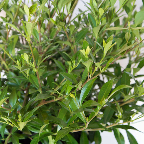 Dwarf Radicans Gardenia leaves