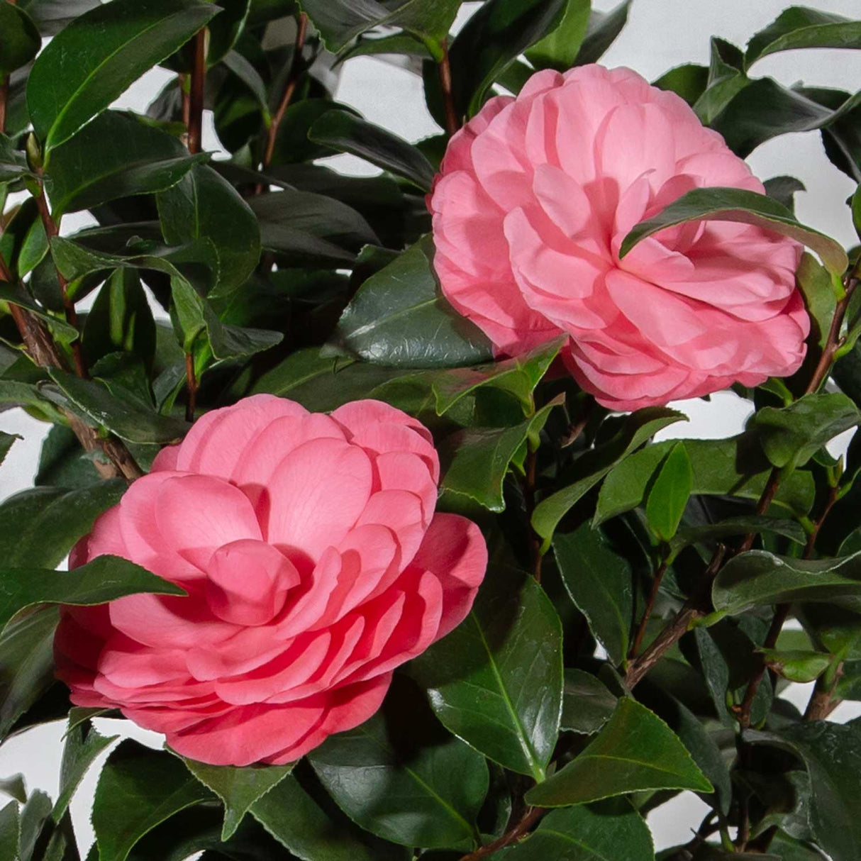 Early Wonder camellia features large pink blooms on dark evergreen foliage dark brown stems