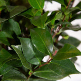 Early Wonder camellia features serrated evergreen foliage with dark green top, light green bottom, and red stems