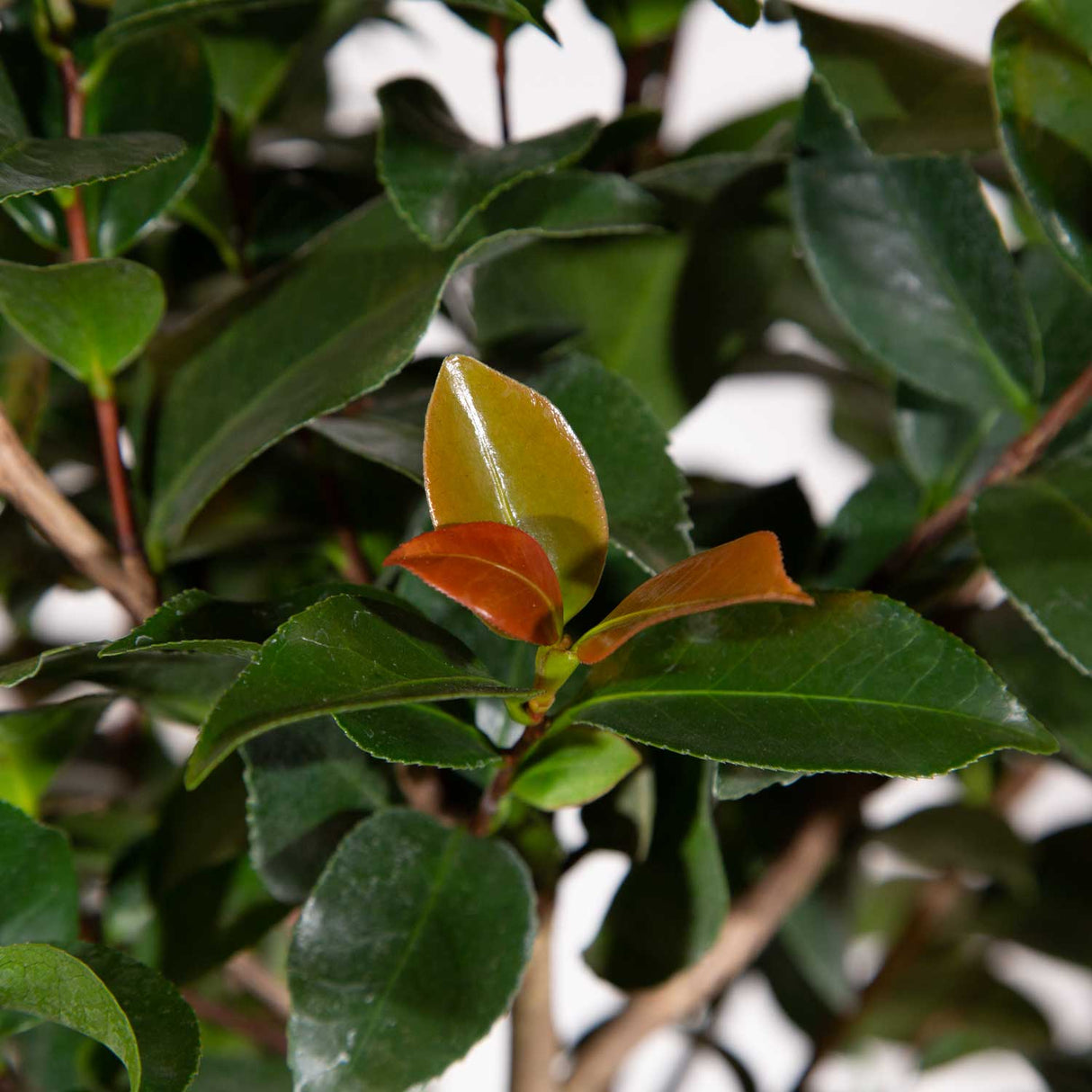 Warm tinted new growth on the Early Wonder Camellia from Southern Living Plants