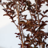 Ebony Flame Crape Myrtle burgundy foliage