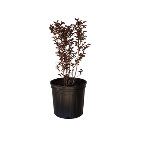 2.5 Gallon Ebony Flame Crape Myrtle for sale with dark foliage in a black nursery pot