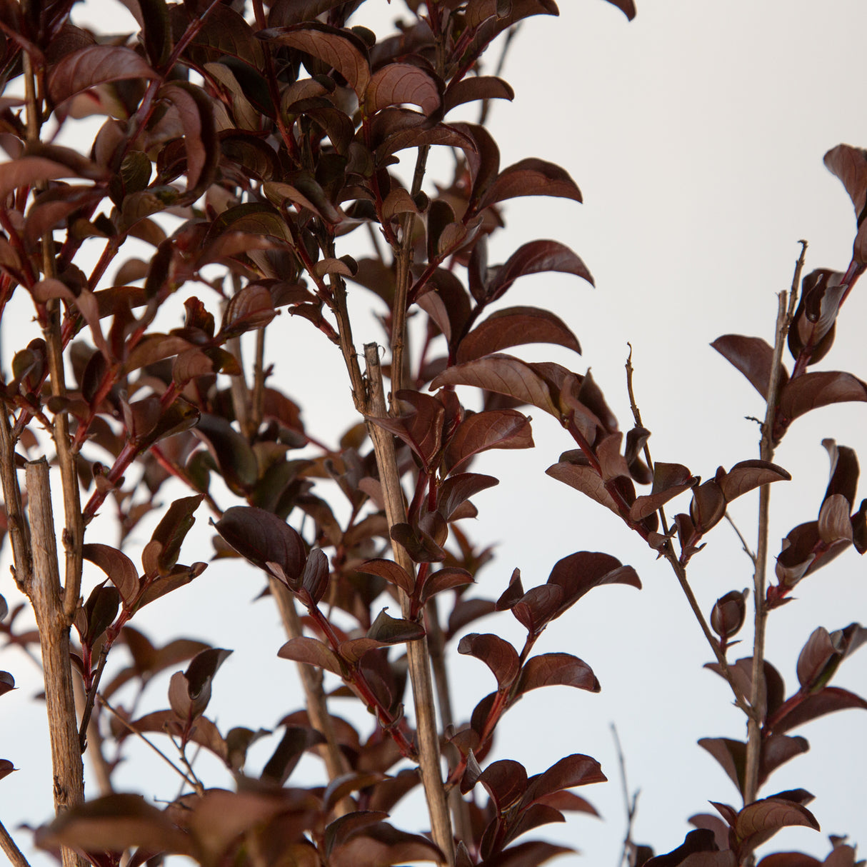 Ebony Flame Crape Myrtle tree foliage