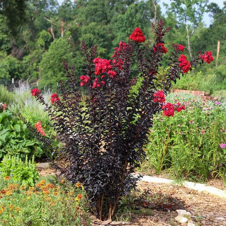 Ebony Flame Crape Myrtle Tree with bright pink flowers and dark purple foliage planted in the landscape
