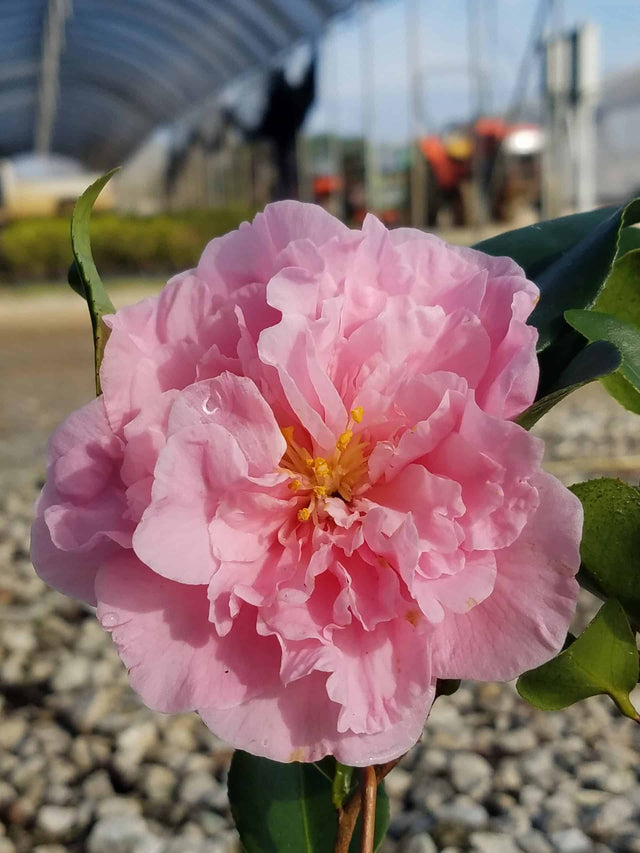 egao corkscrew camellia bloom