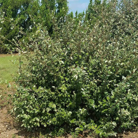 Elaeagnus Ebbingei pungens landscape shrub unique