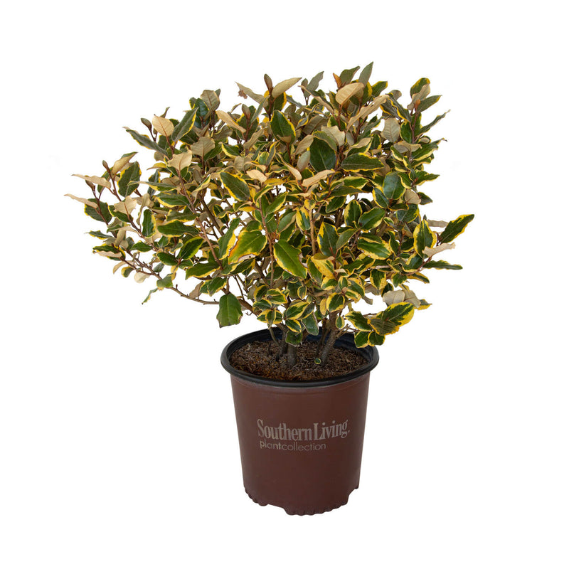 Olive Martini Elaeagnus Shop Online Plants by Mail