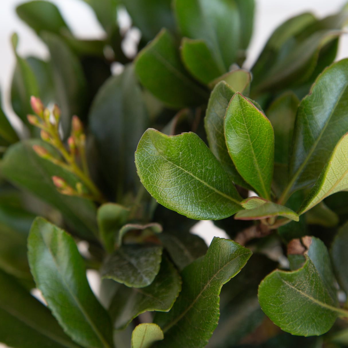 Closeup of the leaves on the Eleanor Taber Indian Hawthorn and small pink flower buds