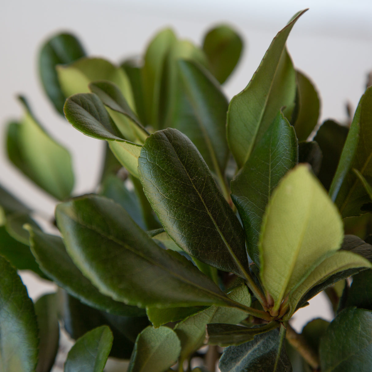 Eleanor Taber raphiolepis foliage closeup of dark green leaves and light green undersides of the leaves