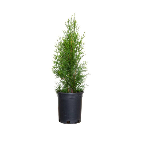 1 Gallon Emerald Green Thuja for sale in a black nursery pot on a white background
