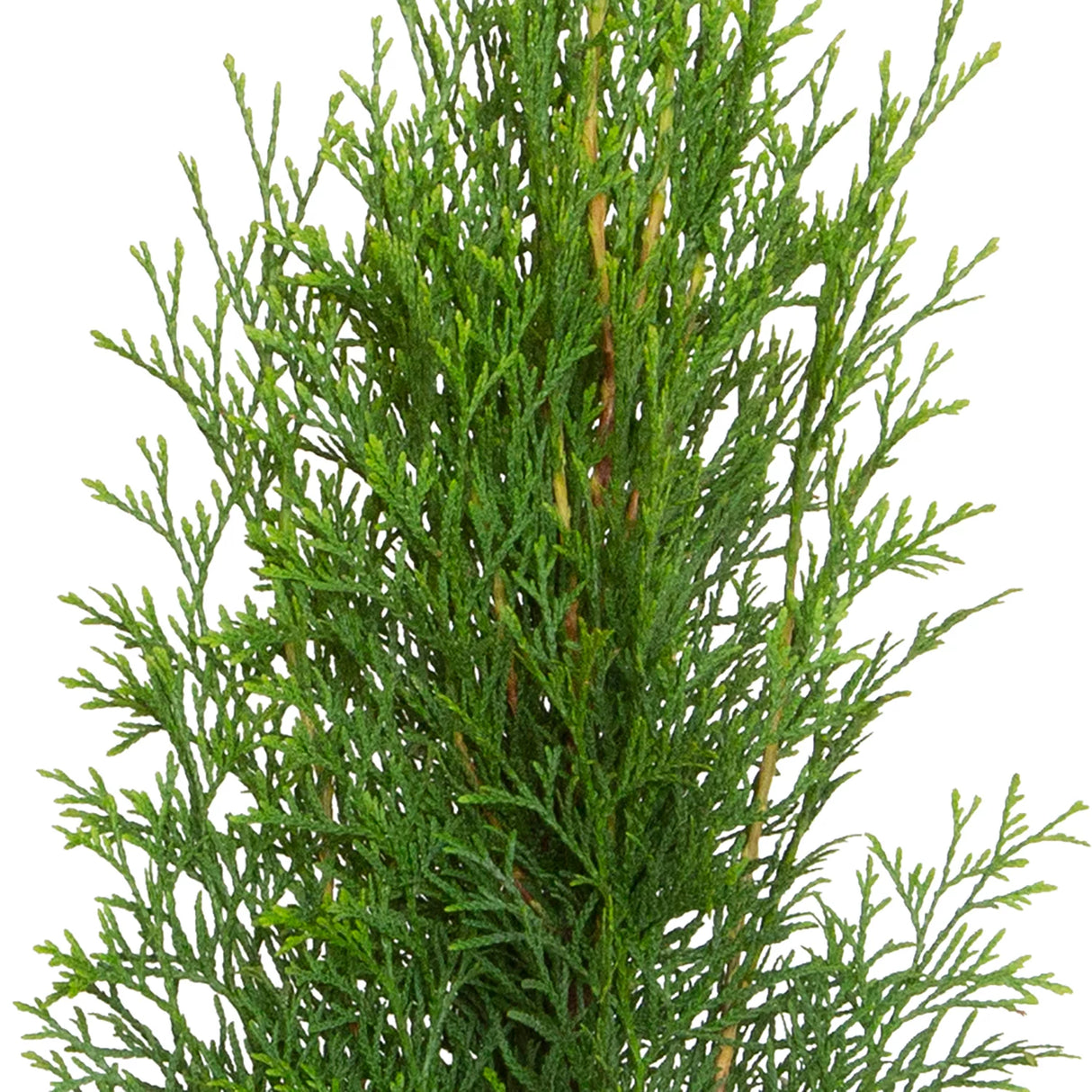 dense evergreen foliage emerald green arborvitae