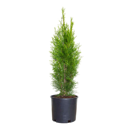 2.5 Gallon Emerald Green Arborvitae for sale (Thuja) in a black nursery pot on a white background