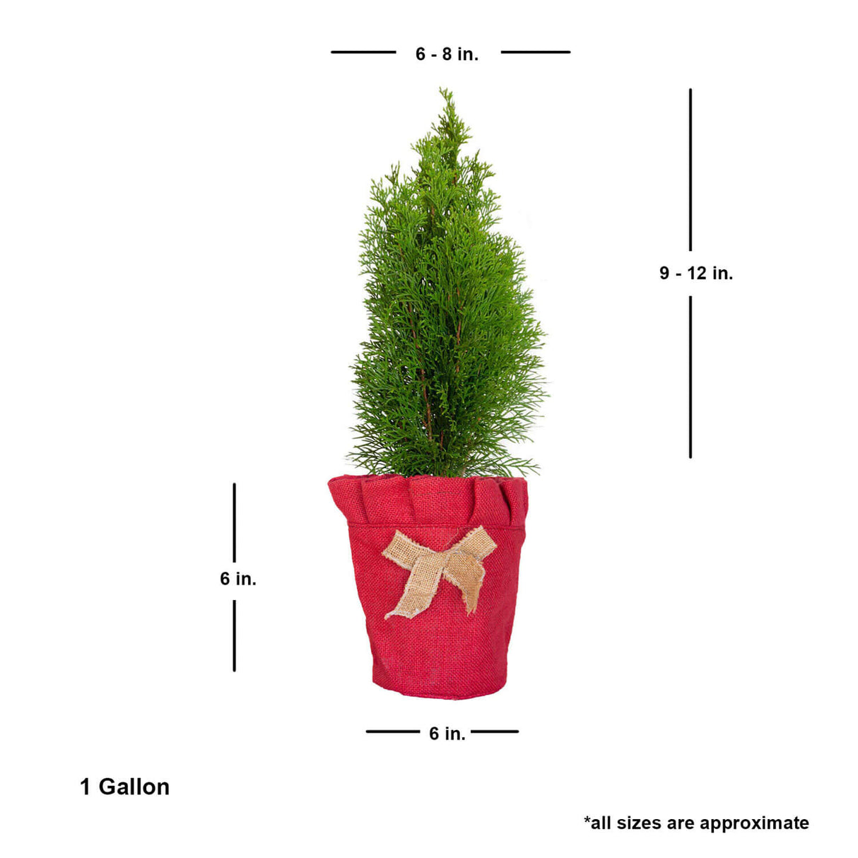 emerald green arborvitae height dimensions live potted plant for sale table top