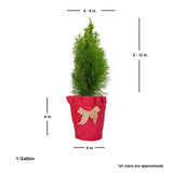 emerald green arborvitae height dimensions live potted plant for sale table top