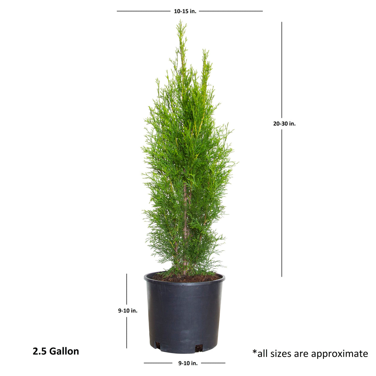 2.5 Gallon Emerald Green arborvitae tree for sale in a black container. Average shipped dimensions are 20-30 inches tall by 10-15 inches wide.