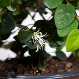 showy white flower cluster of the emerald snow loropetalum lime green dense foliage