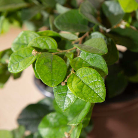 lime green foliage southern living showy stems and foliage evergreen on the emerald snow loropetalum