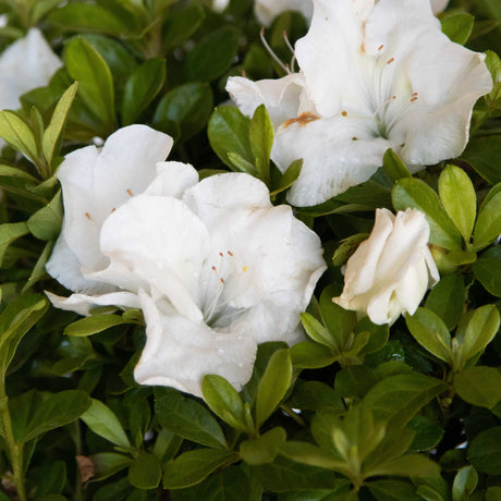 Encore Azalea autumn angel 1 Gallon Plant With Pure White Blooms