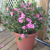 Encore Azalea Autumn Empress planted in a decorative tercotta container on a porch