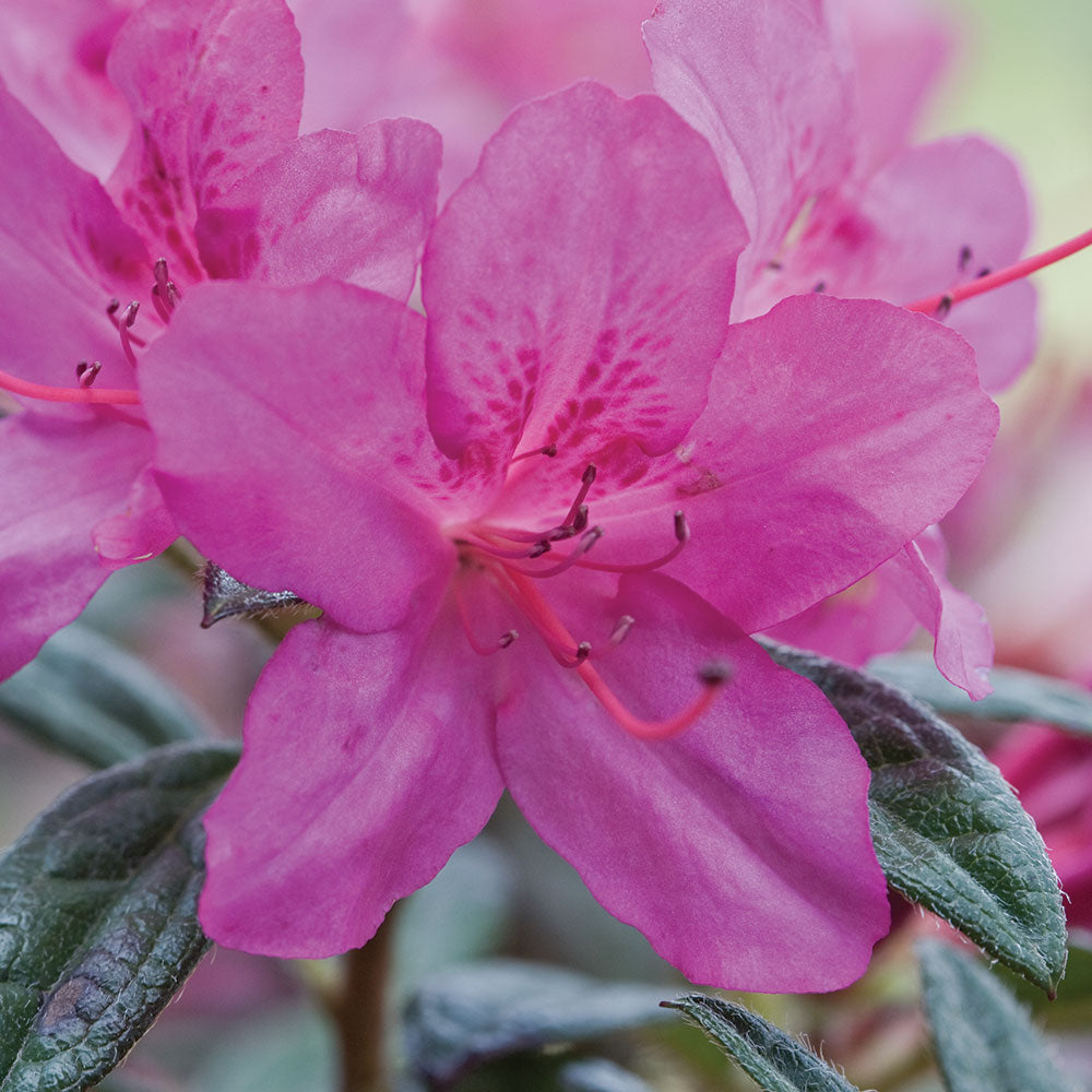 Encore Azalea Autumn Amethyst purple blooming shrub