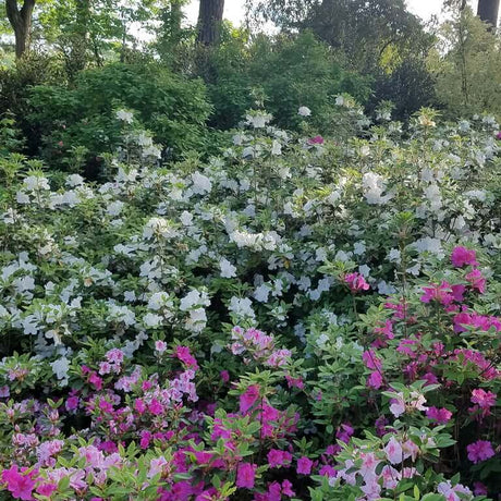 autumn angel white azalea flowers landscape shrubs