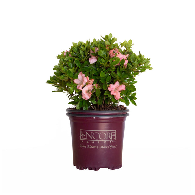 1 gallon Encore Azalea Autumn Debutante for sale with pink flowers and dark green foliage in encore azalea container on white background