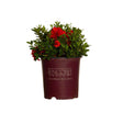 2 gallon Encore Azalea Autumn Embers for sale with bright red flowers nestled in bright green foliage in an Encore Azalea container on a white background