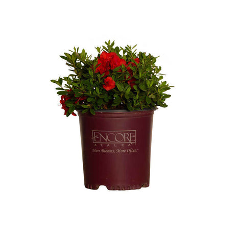 2 gallon Encore Azalea Autumn Embers for sale with bright red flowers nestled in bright green foliage in an Encore Azalea container on a white background