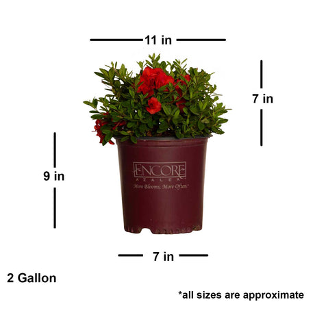 2 Gallon Encore Azalea Autumn Embers with shipped plant dimensions. Ships at approx 7 inches tall by 11 inches wide