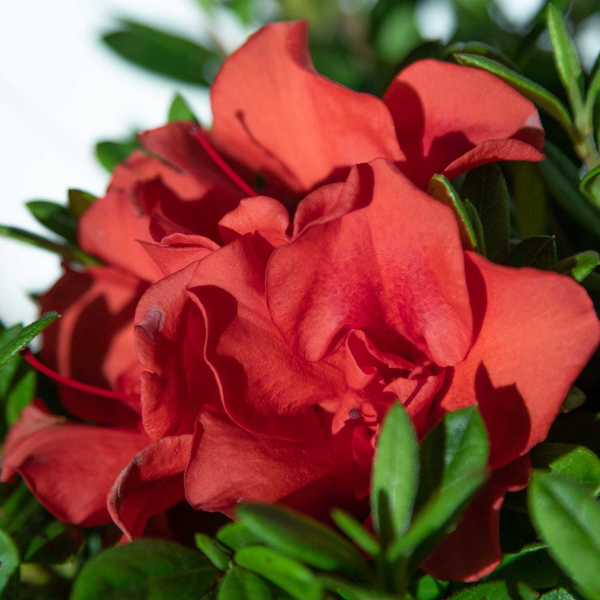 encore azalea autumn embers red flower