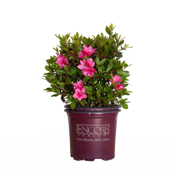 1 Gallon Encore Azalea Autumn Empress for sale with bright pink flowers and green foliage in a maroon Encore Azalea container on a white background