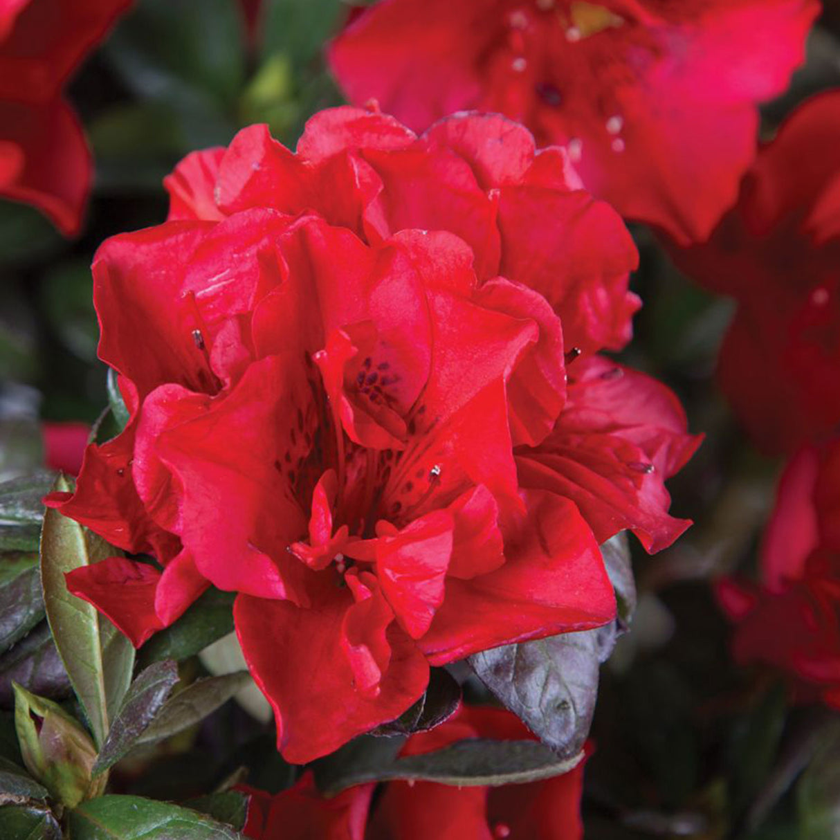 Encore Azalea Autumn Fire Flower with deep red flower and dark red freckles on evergreen reblooming azalea