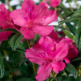 Encore Azalea Autumn Jewel Pink Azalea Flower