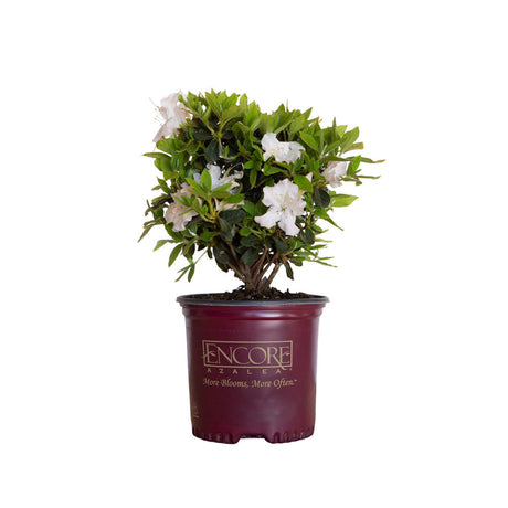 1 Gallon Encore Azalea Autumn Lily for sale with white flowers and green leaves in a maroon Encore Azalea container on a white background