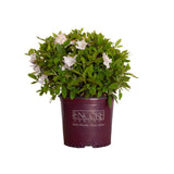 3 Gallon Encore Azalea Autumn Lily in purple Encore container