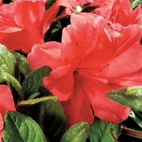 Encore Azalea Autumn Monarch bright pinkish red flower behind fuzzy azalea leaves