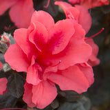 Encore Azalea Autumn Princess with pink azalea flower and deep green foliage