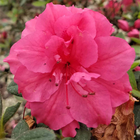 Encore Azalea Autumn Rouge pink flower on evergreen reblooming azalea