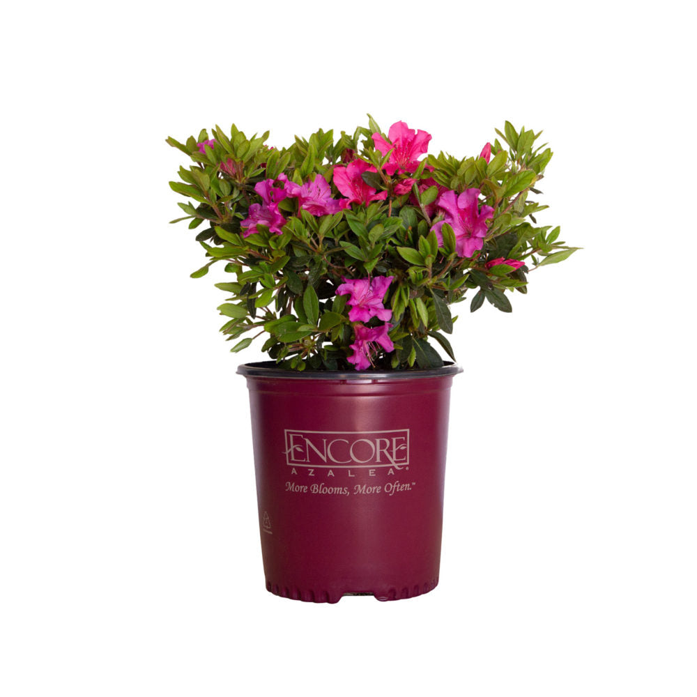 2 Gallon Encore Azalea Autumn Sangria with bright pink flowers and deep green foliage in an Encore Azalea container on a white background