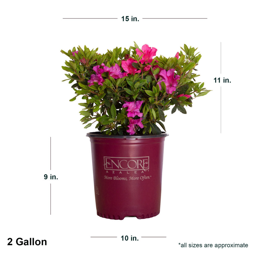 2 Gallon Encore Autumn Sangria in purple Encore container showing dimensions