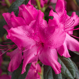 Encore Azalea Autumn Sundance Pink Flower closeup