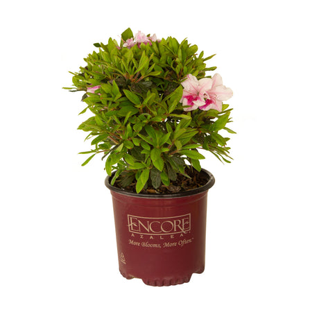 1 Gallon Encore Azalea Autumn Twist for sale with bi-color pink flowers in maroon Encore Azalea pot on a white background