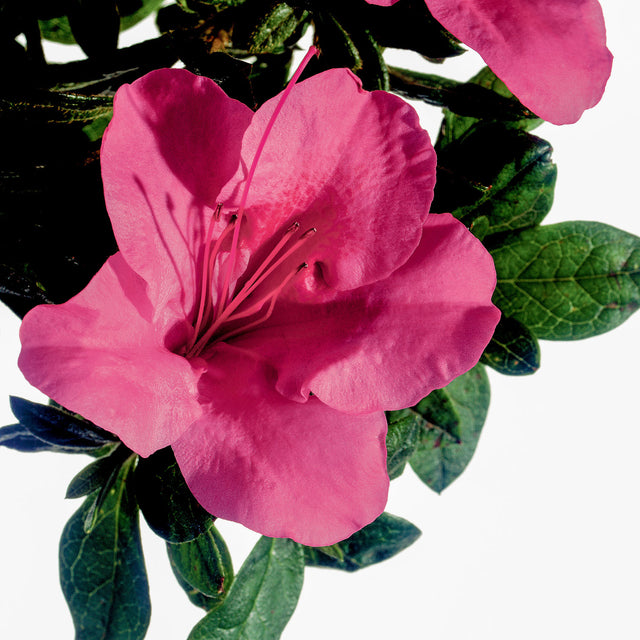 Encore Azalea Autumn Carnival with bright pink flowers and deep green leaves
