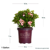 1 Gallon Encore Azalea Autumn Debutante in purple Encore container showing dimensions