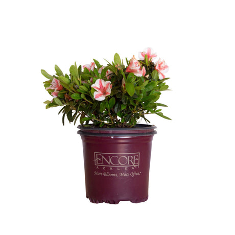 Pink and White flowers and evergreen foliage on Encore Azalea Autumn starburst in a 1 gallon maroon Encore Azaleas brand pot on a white background
