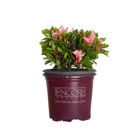 Pink flowers and evergreen foliage on Encore Azalea Autumn Sunburst in a 1 gallon maroon Encore Azalea brand pot on a white background