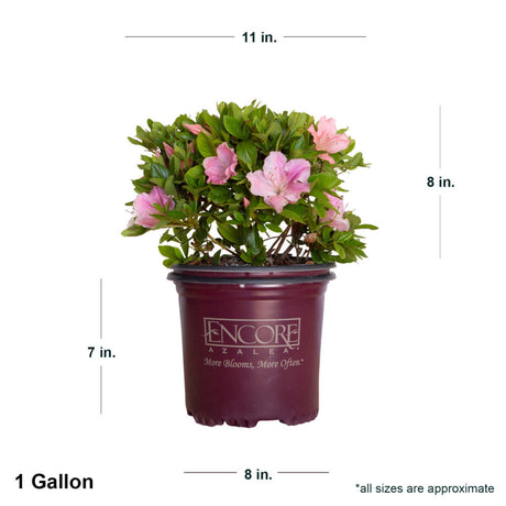 1 Gallon Encore Autumn Sweetheart in purple Encore container showing dimensions