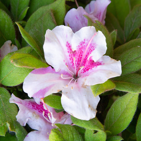 autumn twist encore azalea white and pink azalea flowers for sale online
