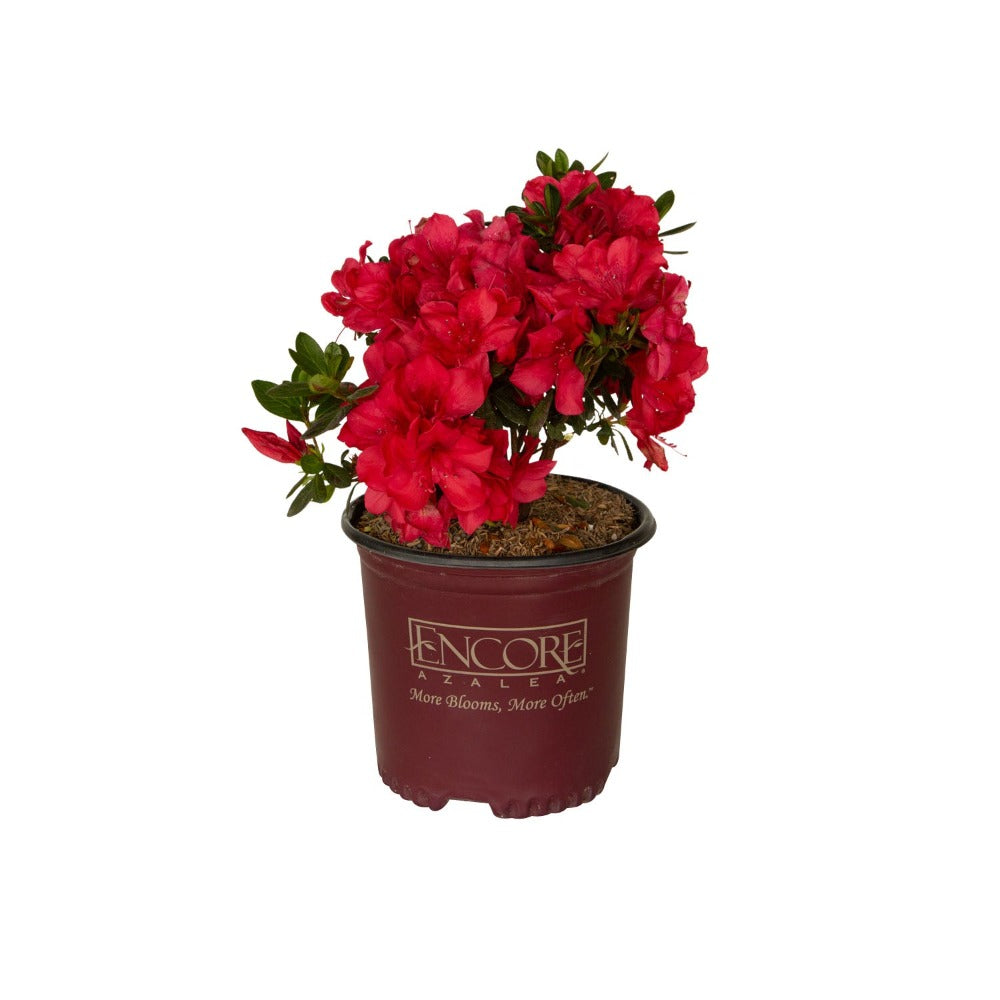 azalea red bonfire reblooming azalea for sale online