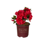 azalea red bonfire reblooming azalea for sale online